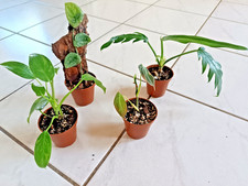 Monstera philodendron set gebraucht kaufen  Königslutter am Elm
