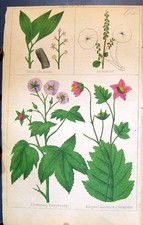 Old c1850 botany for sale  UK