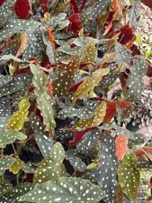 Harmony foliage begonia for sale  Apopka