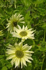 Green heart sunflowers for sale  GLOUCESTER