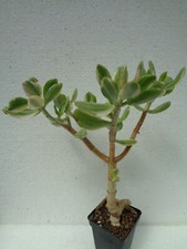 Crassula vata variegata gebraucht kaufen  Amtsberg