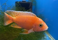Pack dragon blood for sale  Coleman