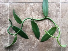 Vanilla planifolia orchid for sale  USA