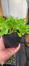 Epazote live plant for sale  Easton