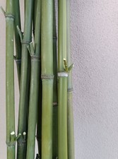 Bamboo usato  Bedizzole