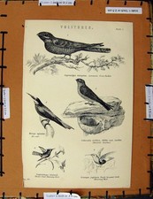 Estampa antiga original C1800-1870 ninho comum de pássaros sugadores de cabra 19º comprar usado  Enviando para Brazil