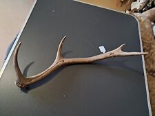 Bois cerf élaphe d'occasion  Lorient