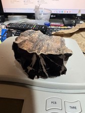 Rare black petrified for sale  Jasper