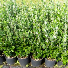 Feijoa sellowana piante usato  Pistoia