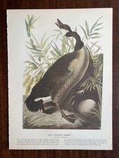 Vintage 1940 audubon for sale  Port Orchard