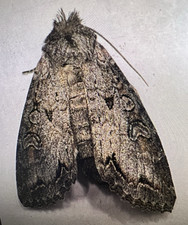 Noctuidae Polia purpurissata fêmea? NOC 008 Collected 2025 Sk, Canadá comprar usado  Enviando para Brazil
