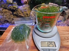 Cup chaetomorpha macro for sale  Katy