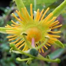 Rare unusual passiflora for sale  San Francisco