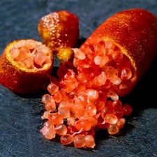 Red finger lime for sale  Saylorsburg