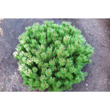 Gal dwarf mountain for sale  Glendale Heights