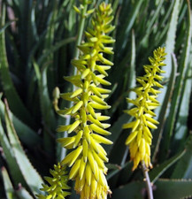 Aloe vera barbadensis for sale  Tucson