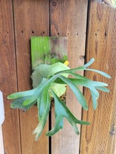 Established staghorn fern for sale  Fullerton