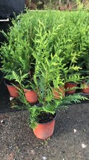 One gallon thuja for sale One gallon thuja for sale  Fort Valley