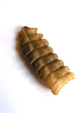 Rattlesnake rattle 2 for sale  Ivoryton