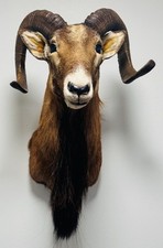 Corsican ram taxidermy for sale  Prairieville