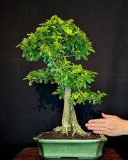 Bonsai taubenbeere duranta gebraucht kaufen  Bielefeld
