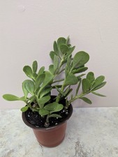 Trailing jade senecio for sale  Jacksonville