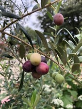 Organic olive tree for sale  Milford