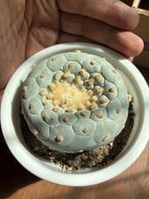 Rare beautiful cactus for sale  Sherman Oaks