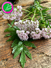 Kräutersamen echter baldrian gebraucht kaufen Kräutersamen echter baldrian gebraucht kaufen  Tittmoning