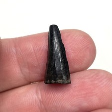 Usado, 0,81” Ploplatecarpus sp. Mosasaur Tooth - Eutaw Formation, Mississippi comprar usado  Enviando para Brazil