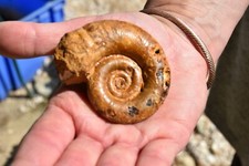 Rare ammonite protetragonites d'occasion  Pont-à-Mousson