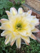 Ibrido trichocereus ka2020.49. usato  Spedire a Italy