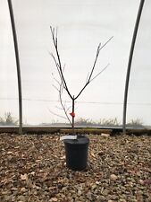 emperor japanese maple for sale  Hendersonville