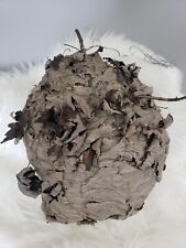 Large bald faced for sale  Portage