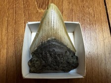 Schöner echter megalodon gebraucht kaufen  Schwalmtal