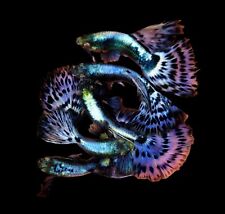 Live guppy fish for sale  San Diego