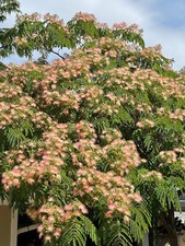 Mimosa tree 4ft for sale  Whitley City