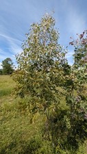 Eucalyptus subcrenulata gebraucht kaufen  Bad Rappenau