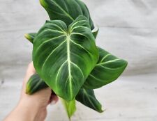 Philodendron zebra gloriosum for sale  Reseda