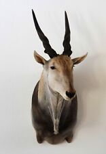 Eland elen antilope gebraucht kaufen  Neustadt in Sachsen