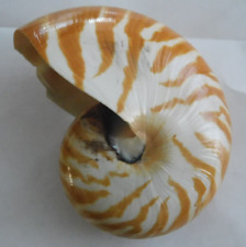 seashell collection for sale  Mayodan