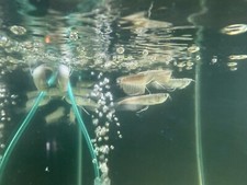 flowerhorn arowana for sale flowerhorn arowana for sale Haslet
