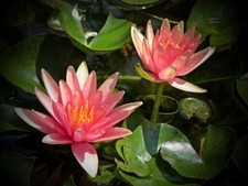Little sue dwarf for sale  LONDON
