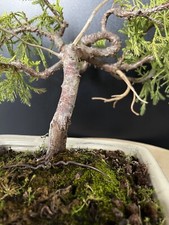 Prebonsai genévrier jin d'occasion  Nogent-sur-Marne