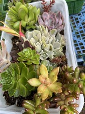 Sedum adolphii firestorm for sale  BIRMINGHAM