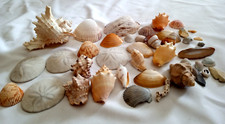 Mixed rare seashells for sale  Richmond