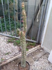 Eulychnia castanea spiralis. usato  Civitanova Marche