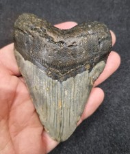 megalodon d'occasion megalodon d'occasion  Longjumeau