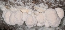 Lion mane mushroom for sale  Cabot