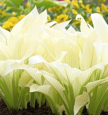 Bare root hosta for sale  WARWICK